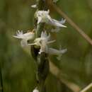 Image of Reclusive lady's tresses