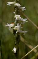 Image of Reclusive lady's tresses