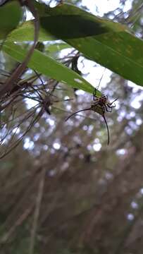 Image of Gasteracantha sanguinea Dahl 1914