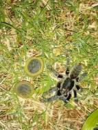 Image of Killimanjaro Baboon Tarantula