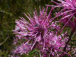 Image of Isopogon formosus R. Br.