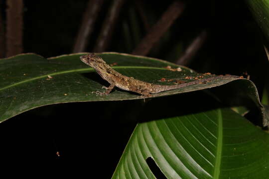 Image de Anolis schiedii (Wiegmann 1834)