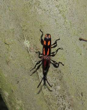 Image of Brentus lineicollis Boheman 1833