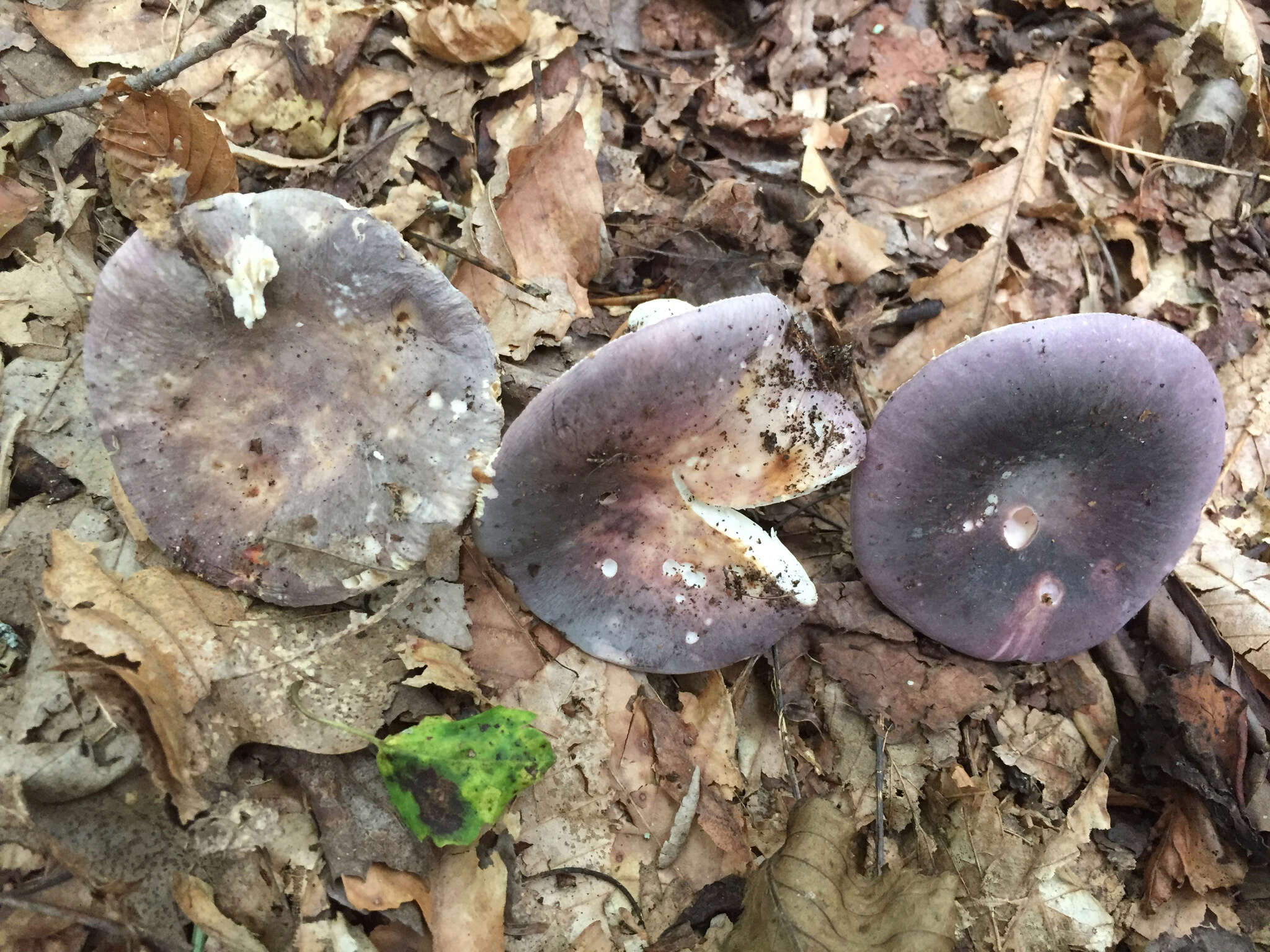 Image of Russula ionochlora Romagn. 1952