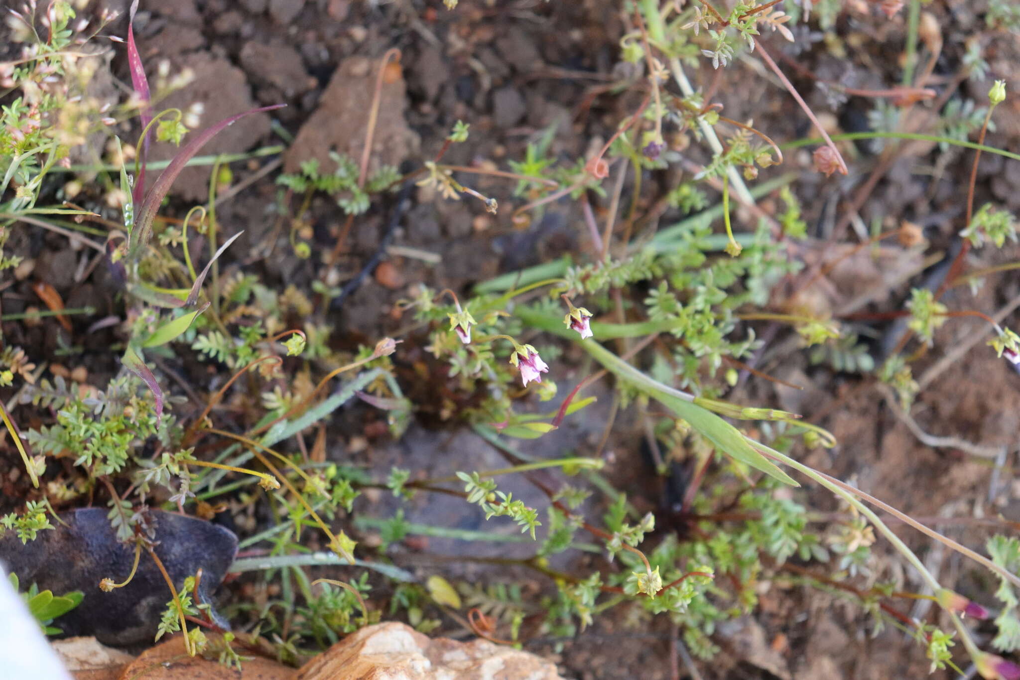 Imagem de Diascia capensis (L.) Britten