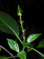 Imagem de Ruellia schnellii D. C. Wassh.