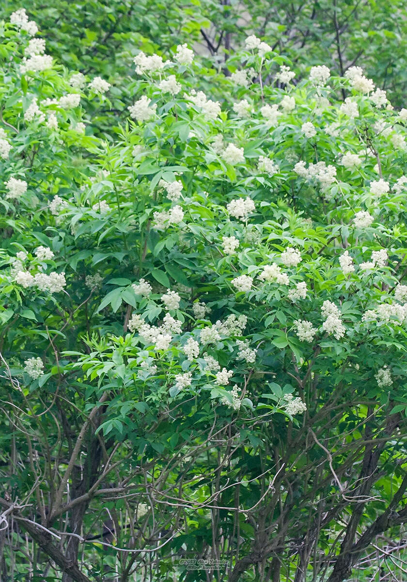 Image of Sambucus racemosa subsp. sieboldiana (Bl. ex Miq.) Hara