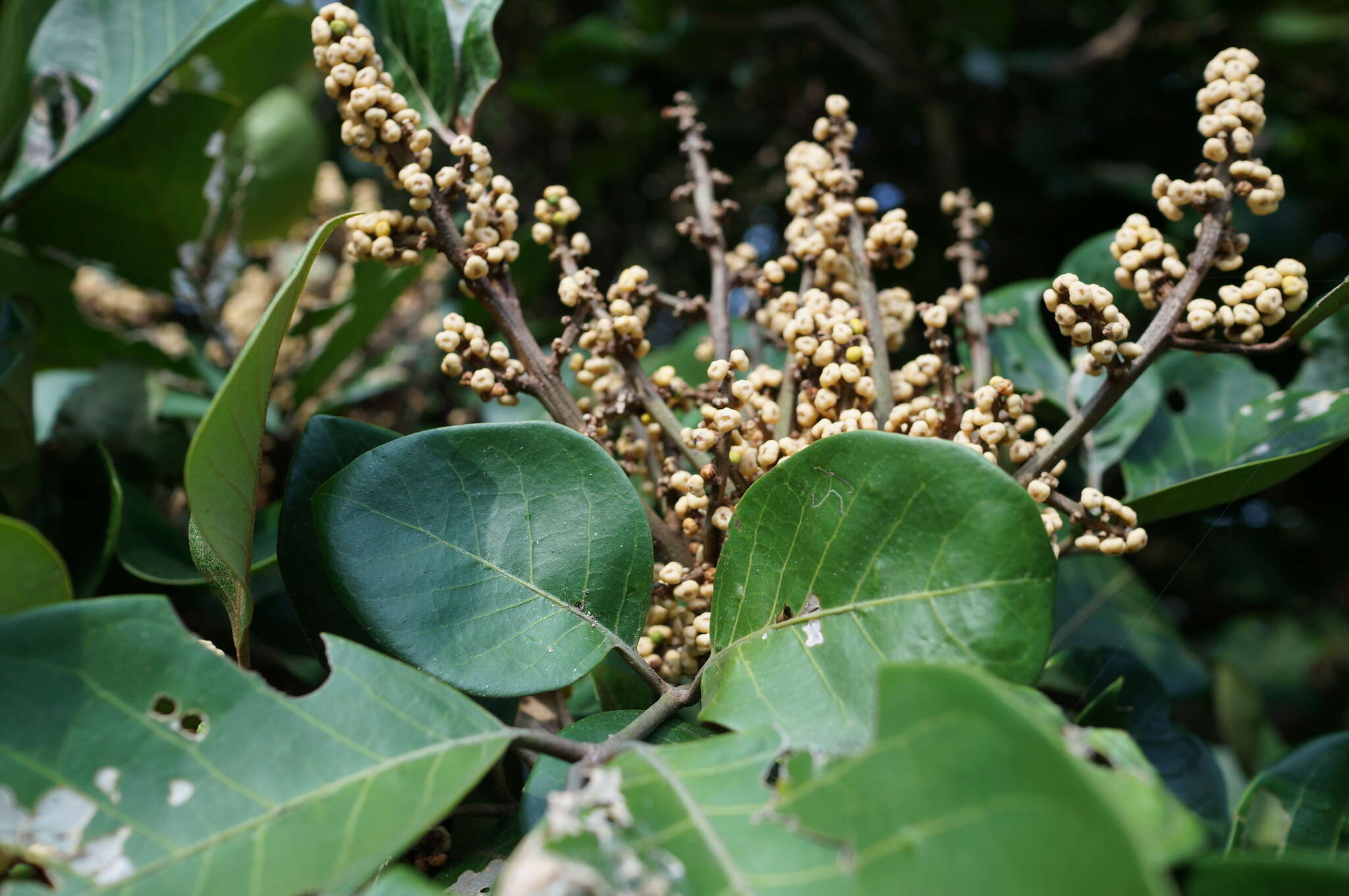 Imagem de Aglaia rimosa (Blanco) Merr.