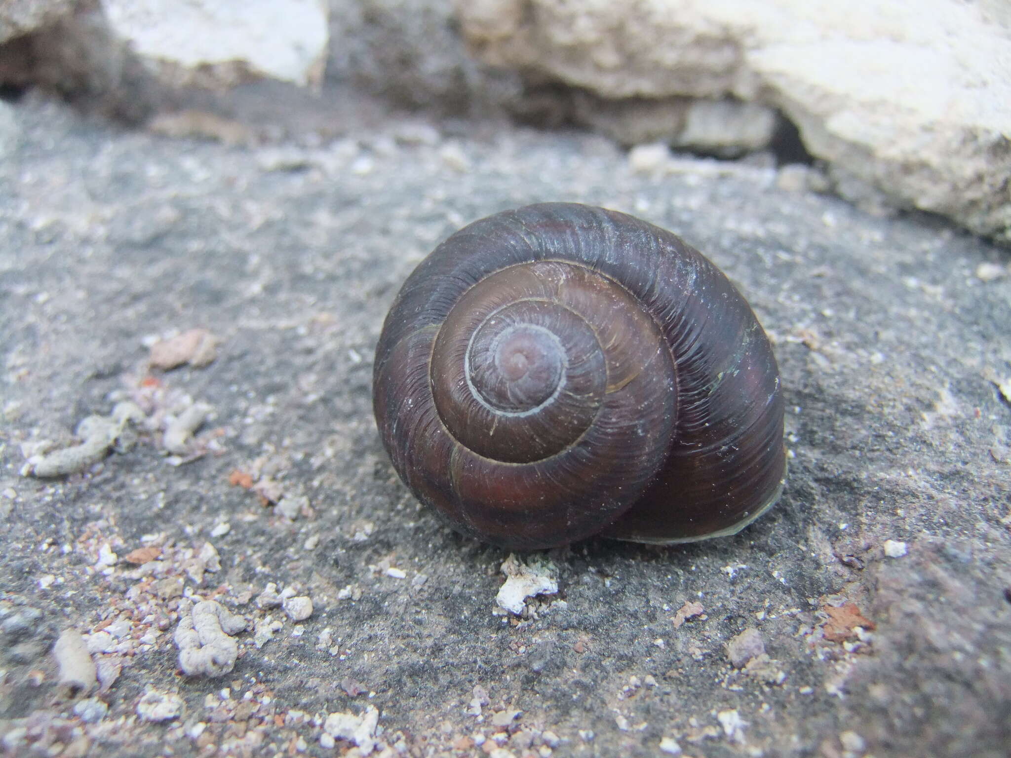 Image of Snail