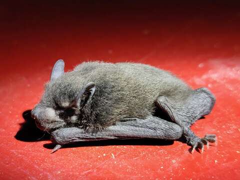 Image of Coromandel Pipistrelle