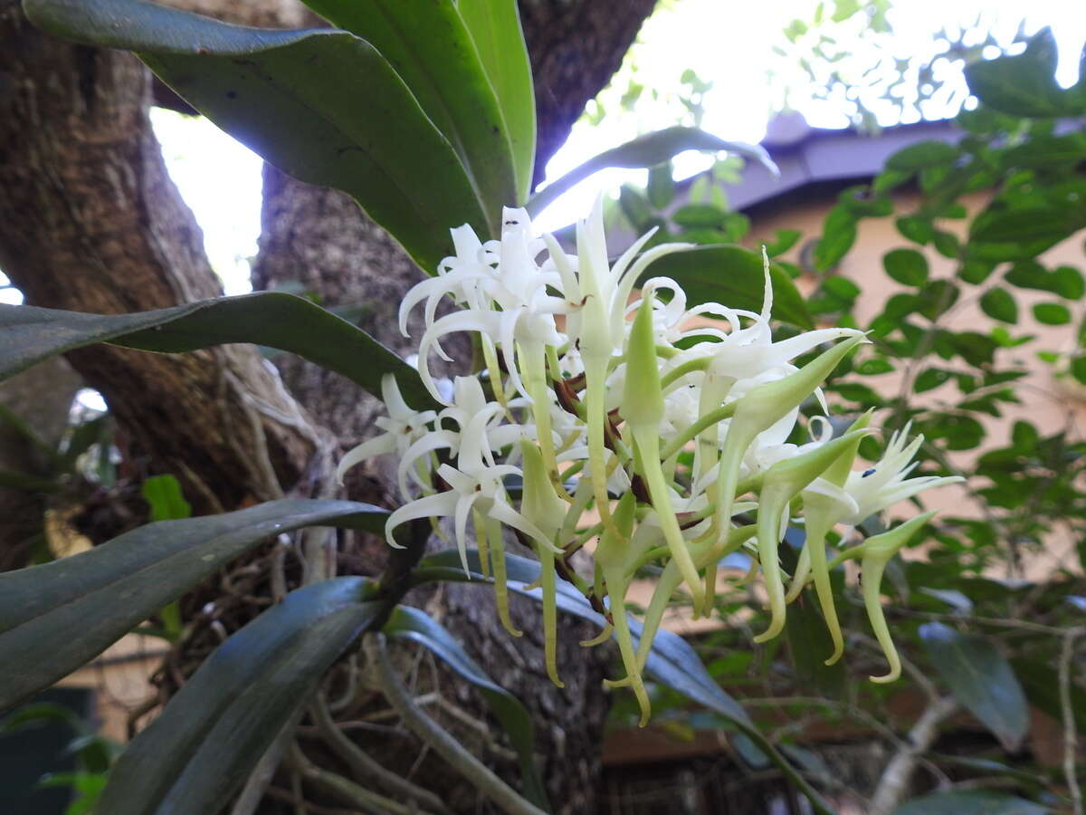 Image of Cyrtorchis praetermissa subsp. zuluensis (E. R. Harrison) H. P. Linder