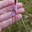 Image of Diuris punctata var. punctata