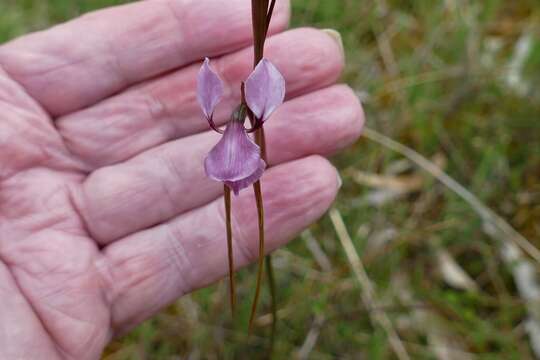 Image of Diuris punctata var. punctata