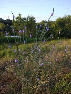 Image of Gulf vervain