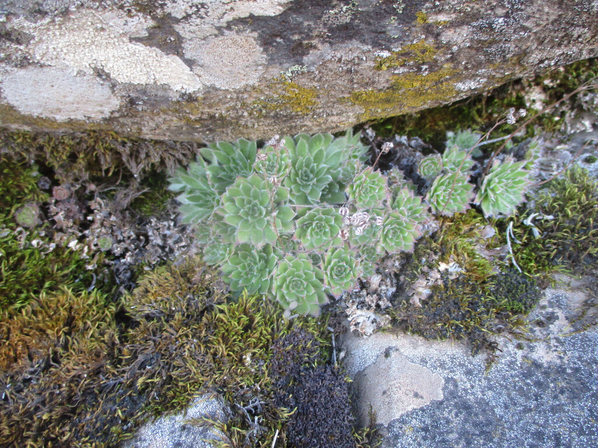 Image of Aeonium simsii (Sweet) W. T. Stearn