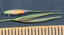 Image of Rytidosperma pallidum (R. Br.) A. M. Humphreys & H. P. Linder