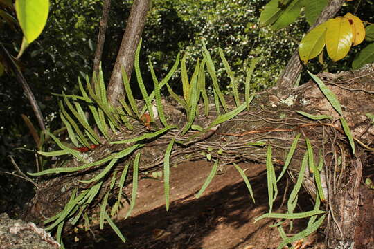 Image de Microgramma lycopodioides (L.) Copel.