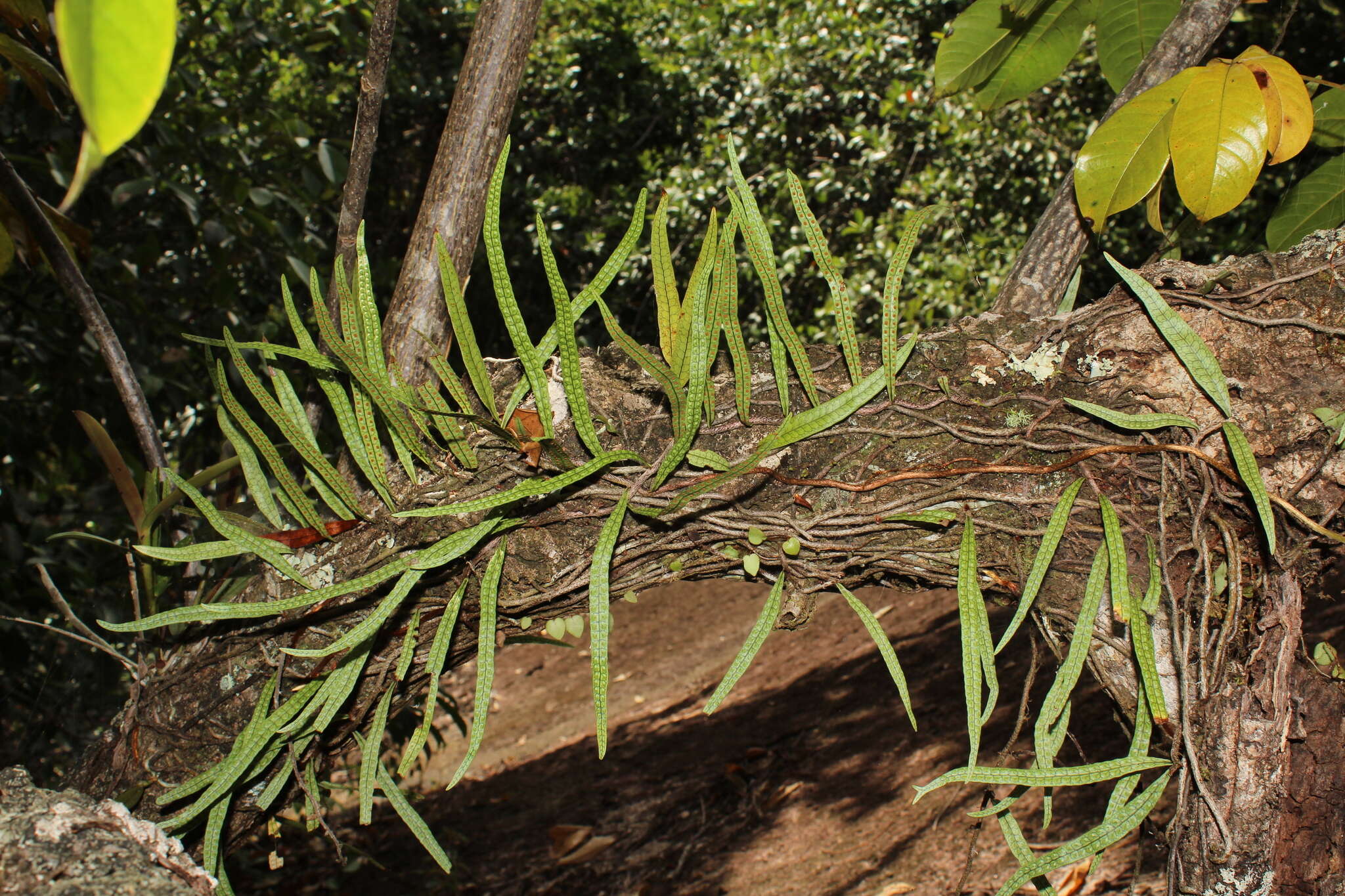 Microgramma lycopodioides (L.) Copel. resmi