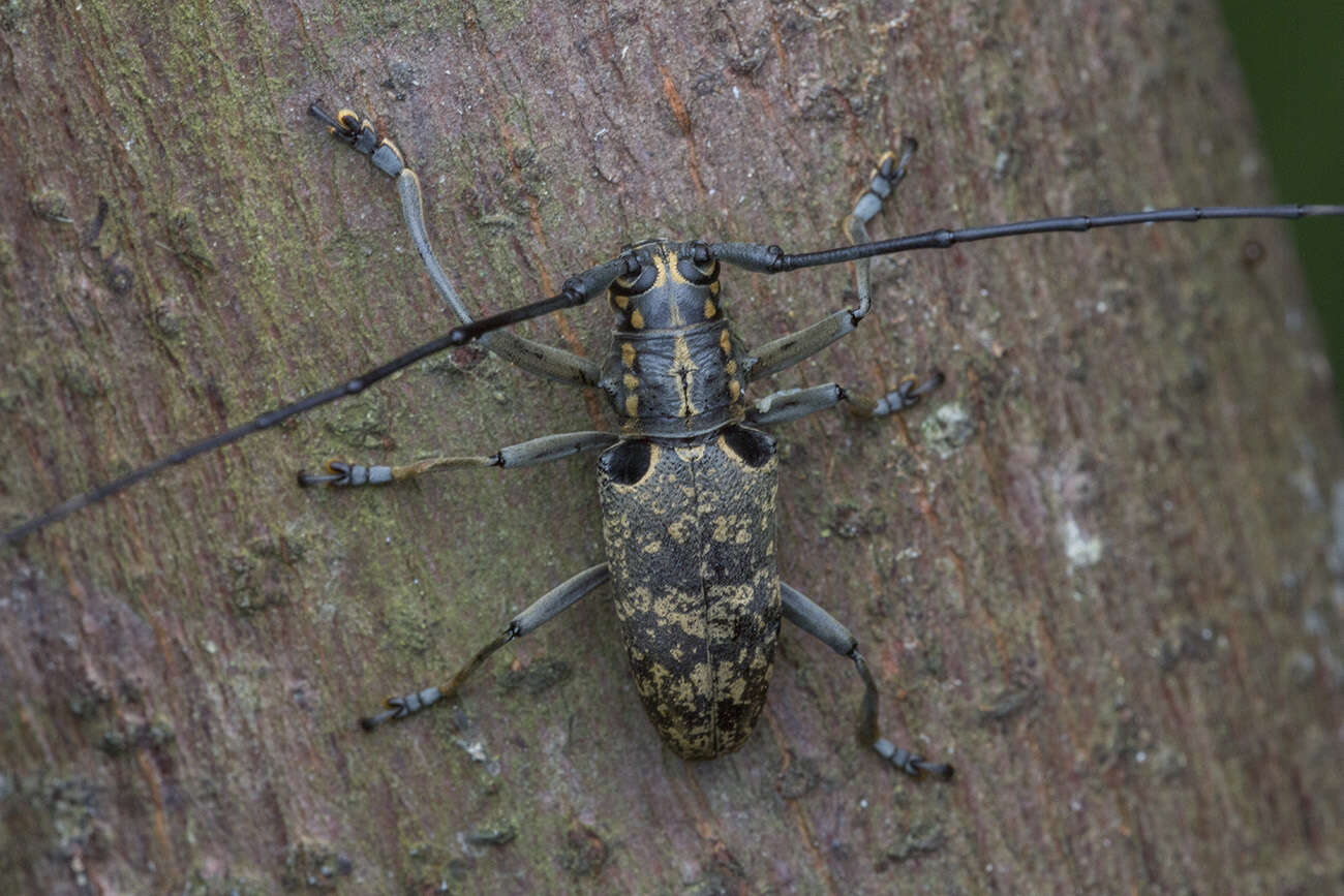 Image of Epepeotes luscus (Fabricius 1787)