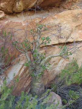 Image of Tylecodon paniculatus (L. fil.) H. Tölken