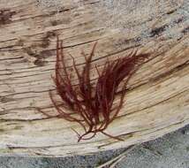 Image of Sea Noodles