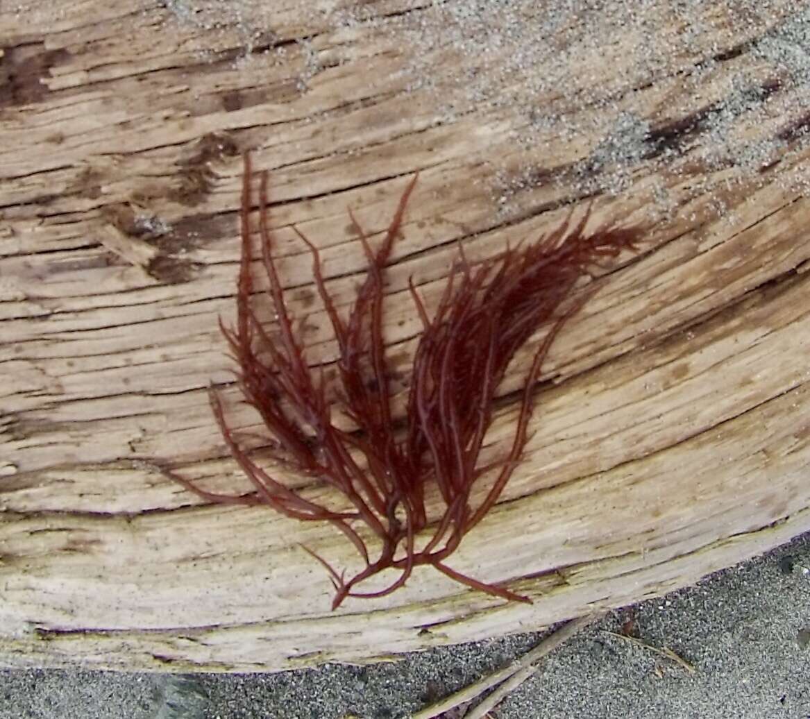 Image of Sea Noodles