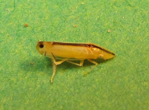 Image of Two-spotted leafhopper