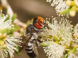 Image of Megachile aurifrons Smith 1853