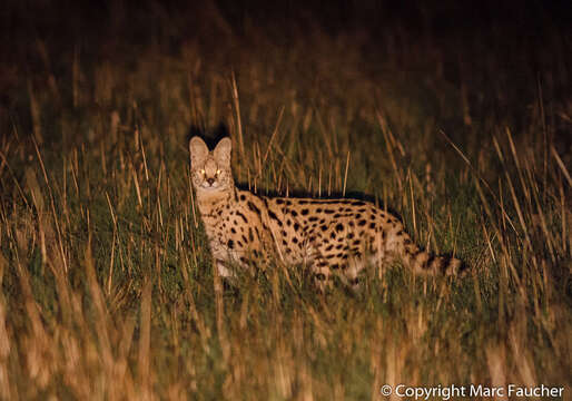 Image of Serval (cat)