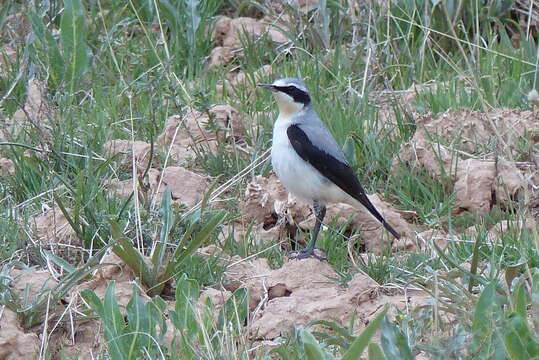 Oenanthe oenanthe libanotica (Hemprich & Ehrenberg 1833) resmi