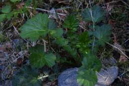 Image of Bigleaf Avens