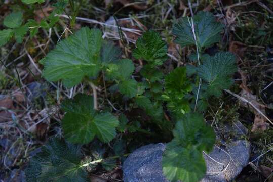 Imagem de Geum macrophyllum Willd.