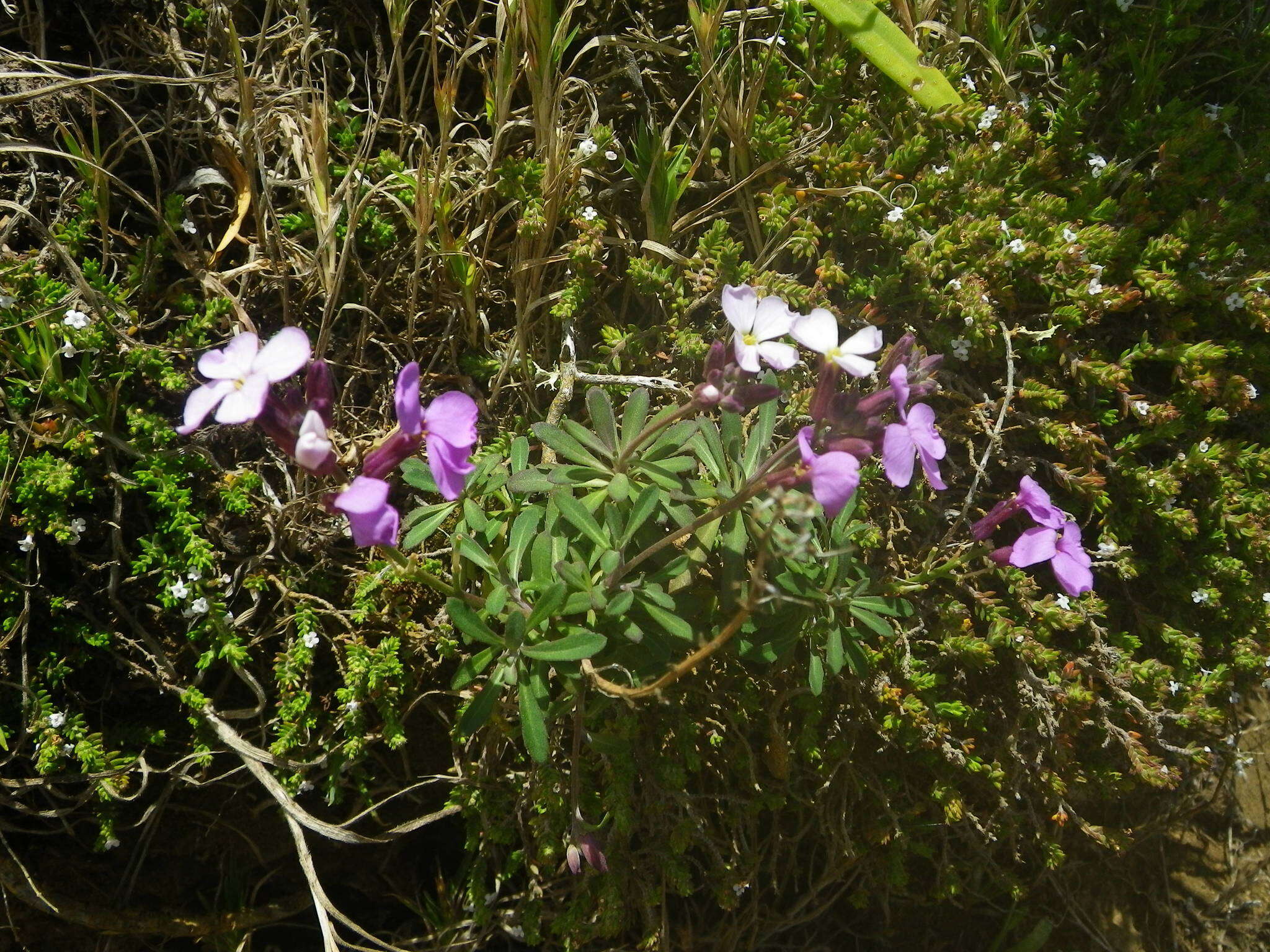 Image of Bowles perennial wallflower