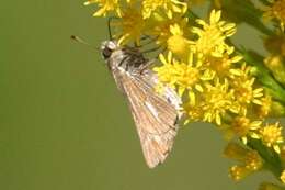 Image of Salt Marsh Skipper