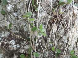 Image of Wax flower