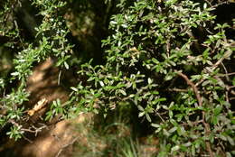 Image of Coprosma microcarpa Hook. fil.