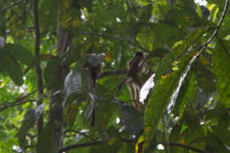 Image of Bolivian squirrel monkey