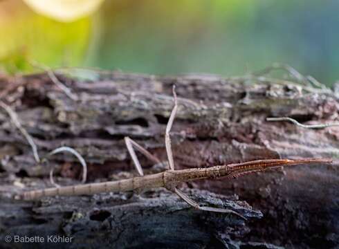 Image of Stick insect