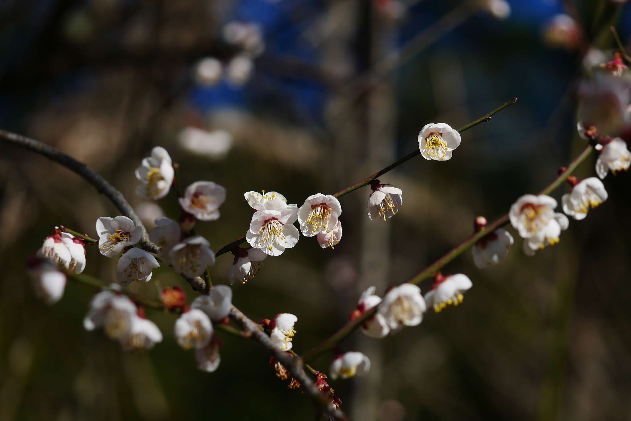 Image of Chinese plum