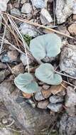 Image de Cardamine pachystigma (S. Watson) Rollins