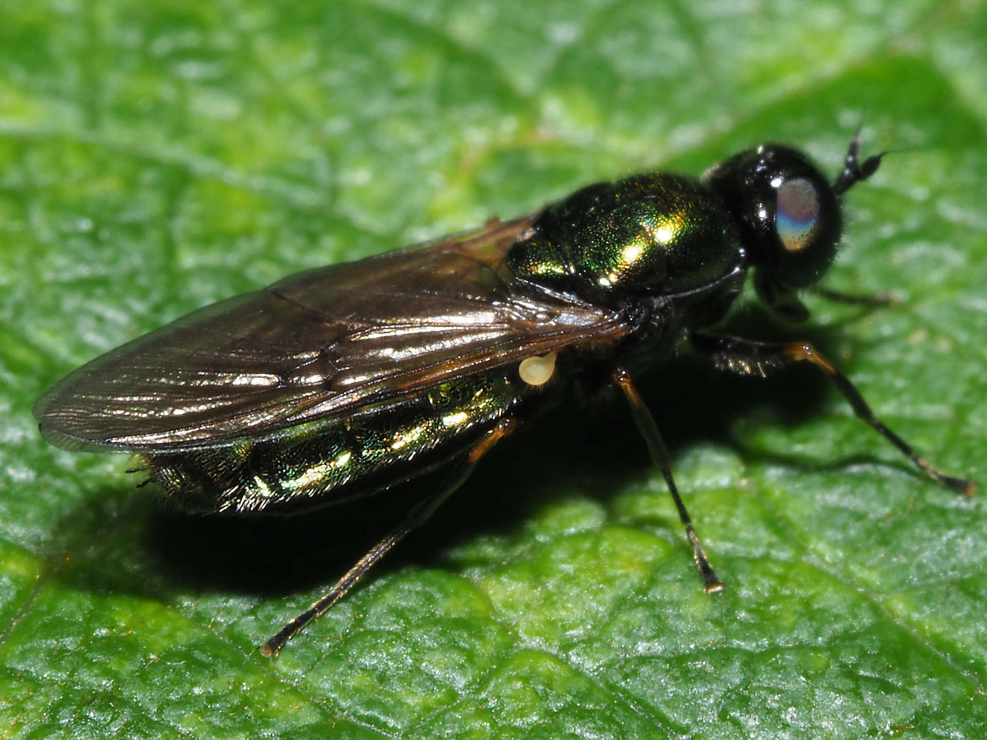 Image of Soldier fly