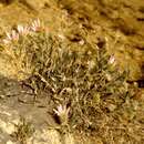 Sivun Xanthisma coloradoense (A. Gray) D. R. Morgan & R. L. Hartman kuva