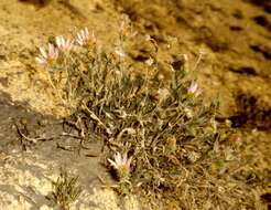 Image of Colorado tansyaster