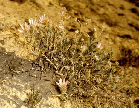 Imagem de Xanthisma coloradoense (A. Gray) D. R. Morgan & R. L. Hartman