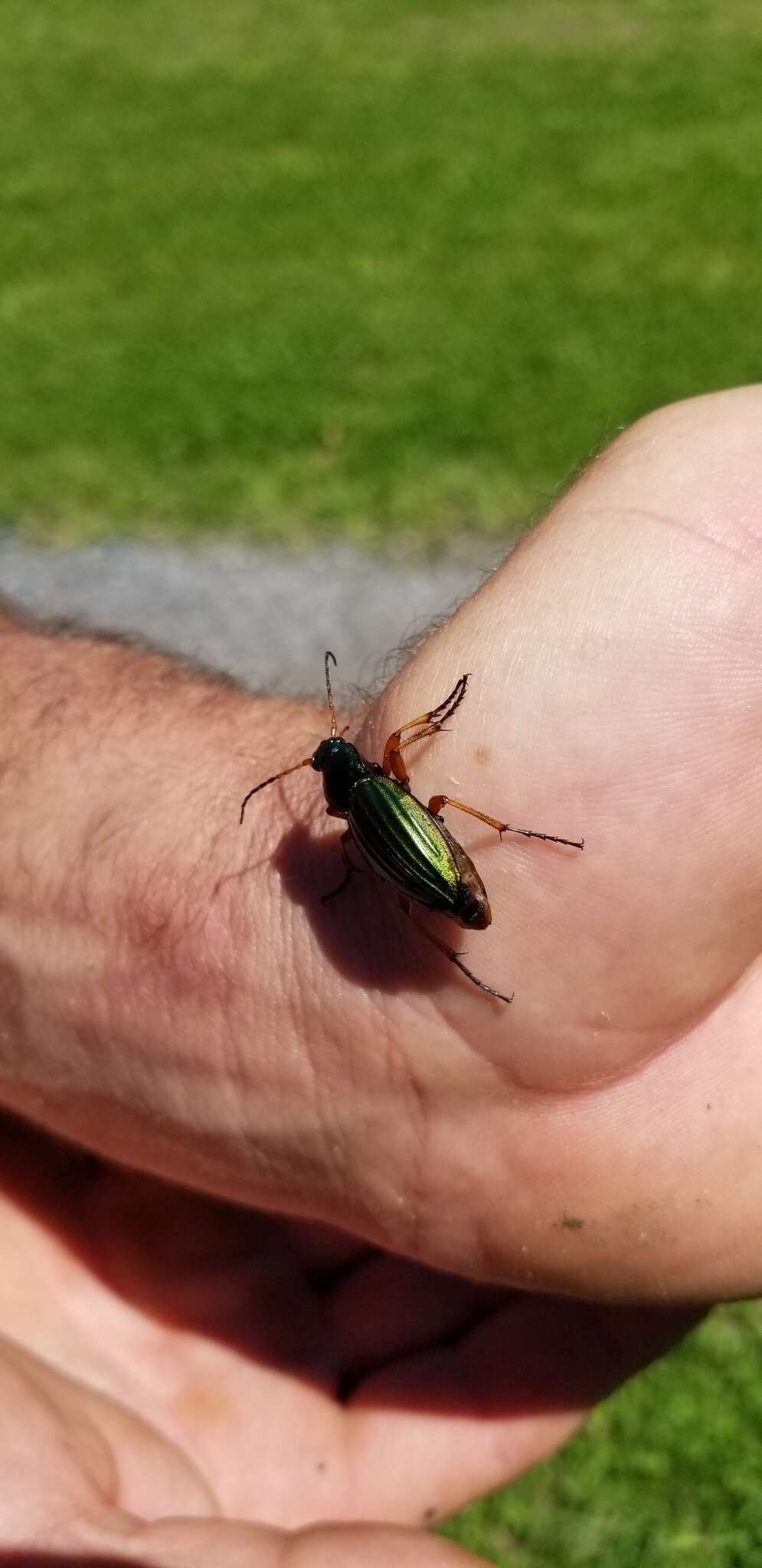 Imagem de Carabus (Tachypus) auratus Linnaeus 1760