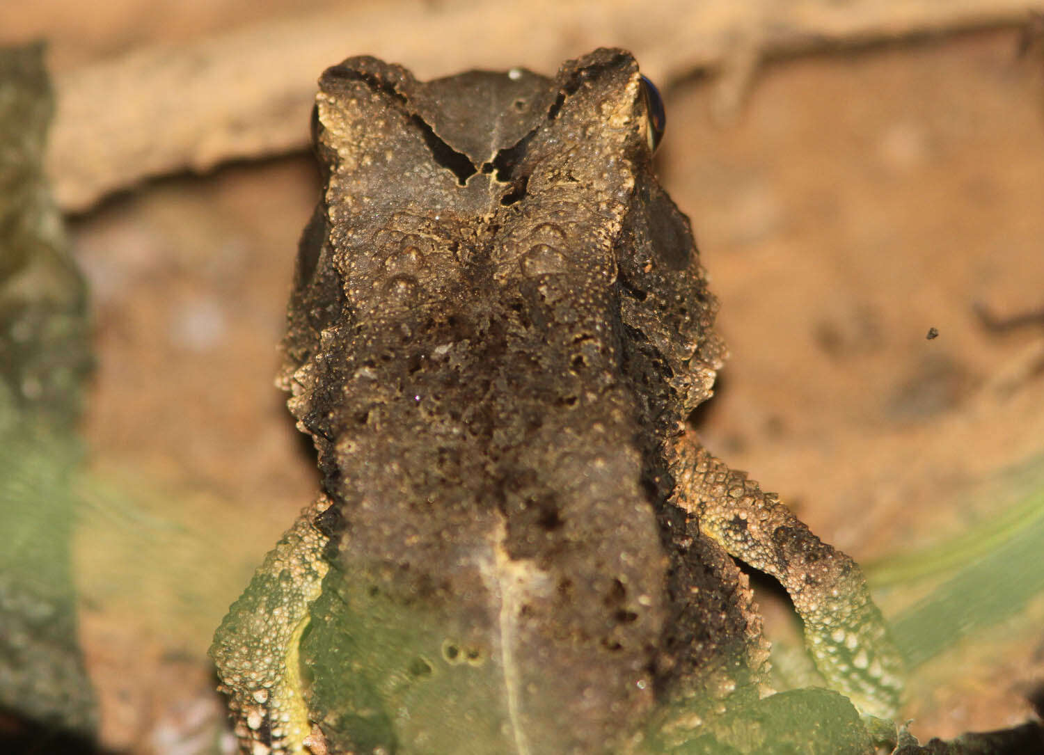 Image de Sclerophrys togoensis (Ahl 1924)