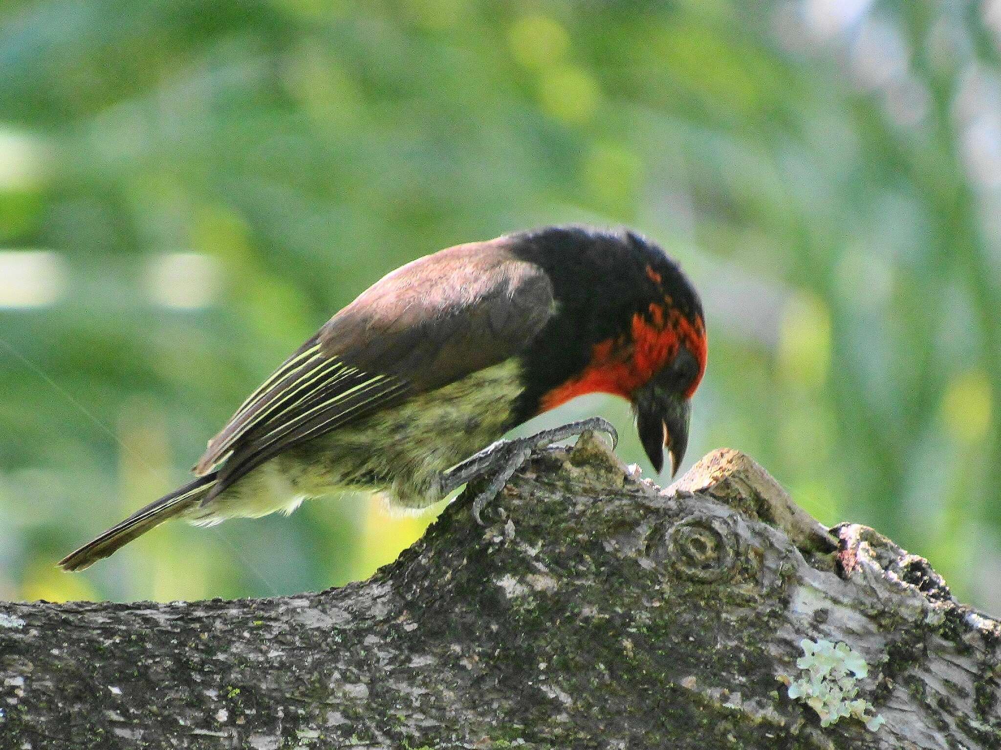 صورة Lybius torquatus torquatus (Dumont 1805)