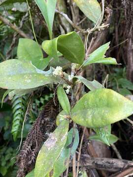 Plancia ëd Daphnopsis philippiana Krug & Urb.