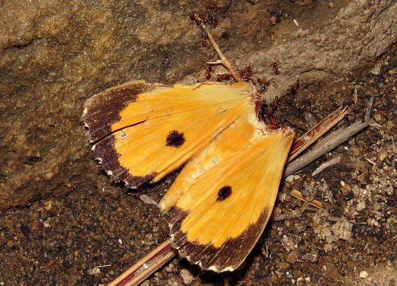 Image of Eudocima materna (Linnaeus 1767)