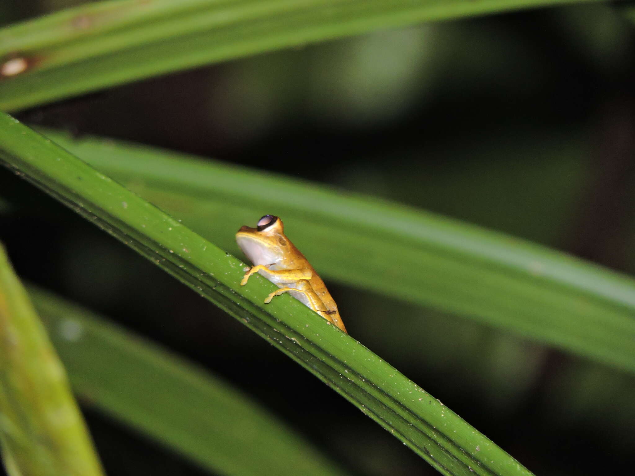 Image of Gunther's Banded Treefrog